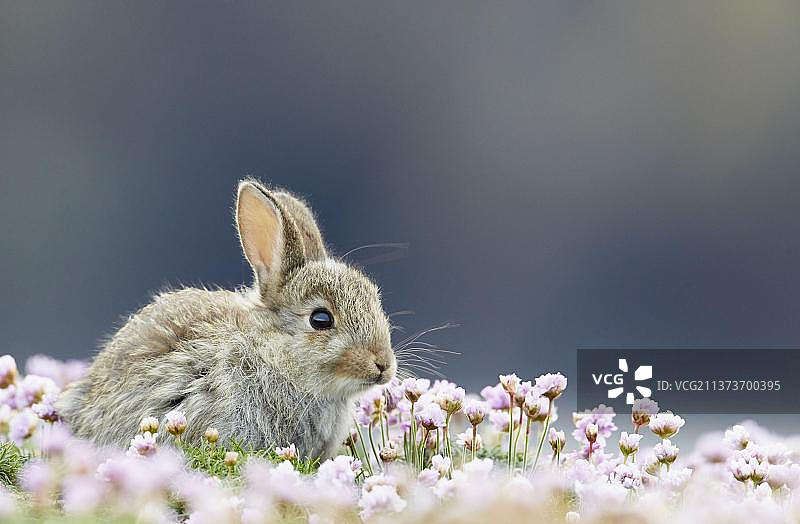 幼年欧洲兔坐在英国设得兰群岛悬崖上开花的矶松中图片素材
