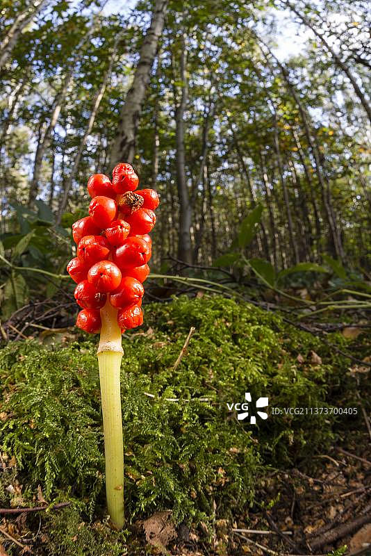 林地栖息地中的成熟浆果，肯特，英格兰，英国，欧洲图片素材