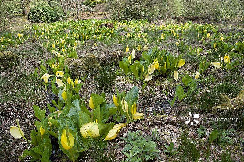 美洲黄花大苞，阿德金格拉斯伍德图片素材
