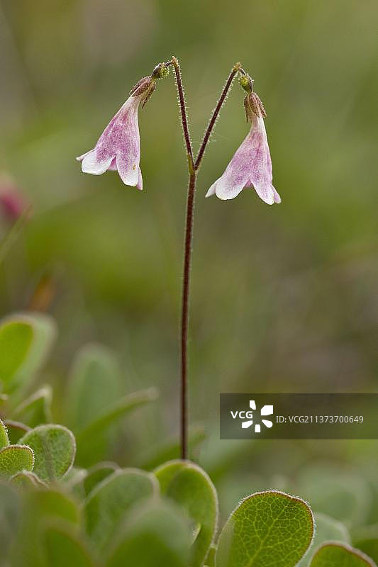 开花的双生花，生长在加拿大纽芬兰的北方林地图片素材