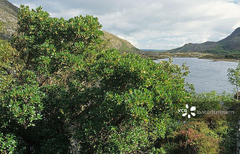 爱尔兰凯里郡基拉尼草莓树生长景观图片素材