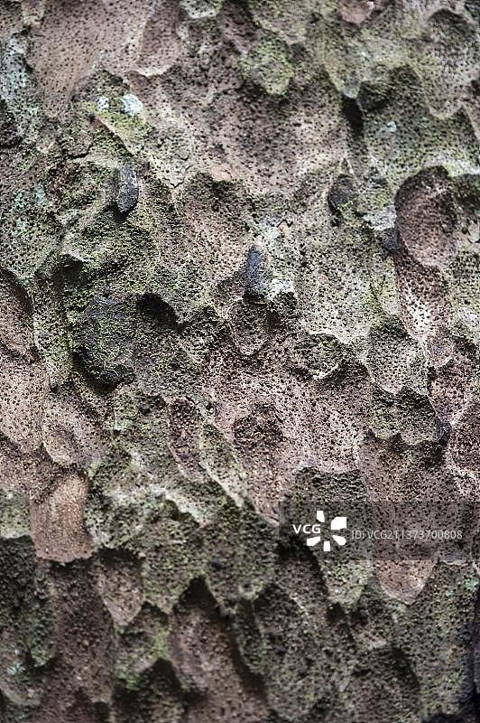 圭亚那盾地圭亚那伊沃克拉玛雨林中的巴西果树树皮特写图片素材