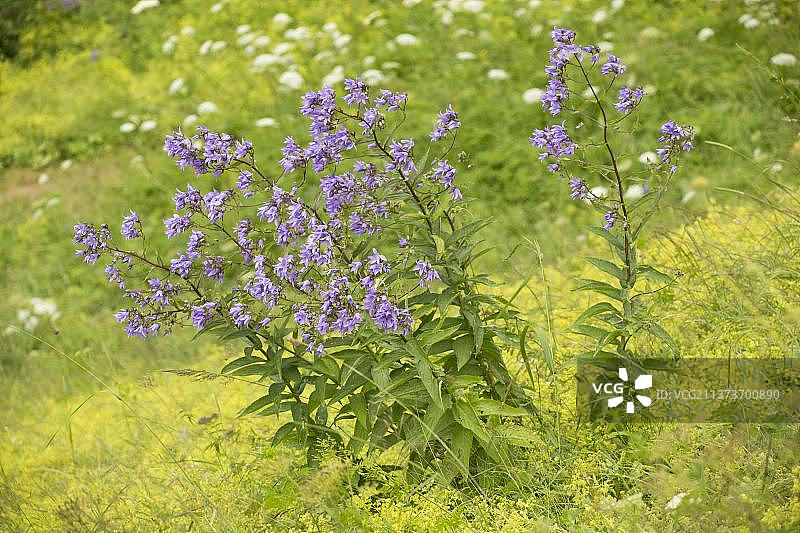 牛奶风铃草（Campanula lactiflora）图片素材