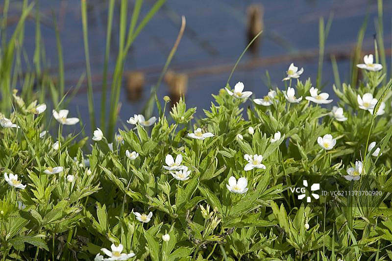 血根草在水沟旁生长，美国北达科他州图片素材