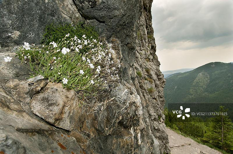 阿尔卑斯匍匐满天星，生长在塔特拉山脉岩石上图片素材