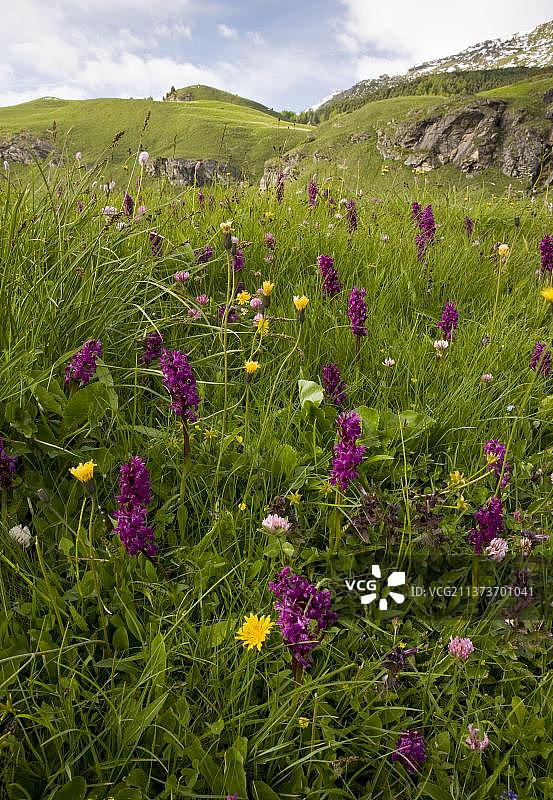沼泽草甸与沼泽兰花，瑞士阿尔卑斯山图片素材