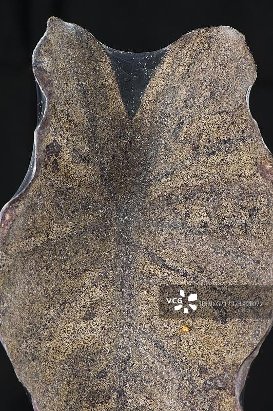 二斑叶螨对观赏植物叶片的损害图片素材