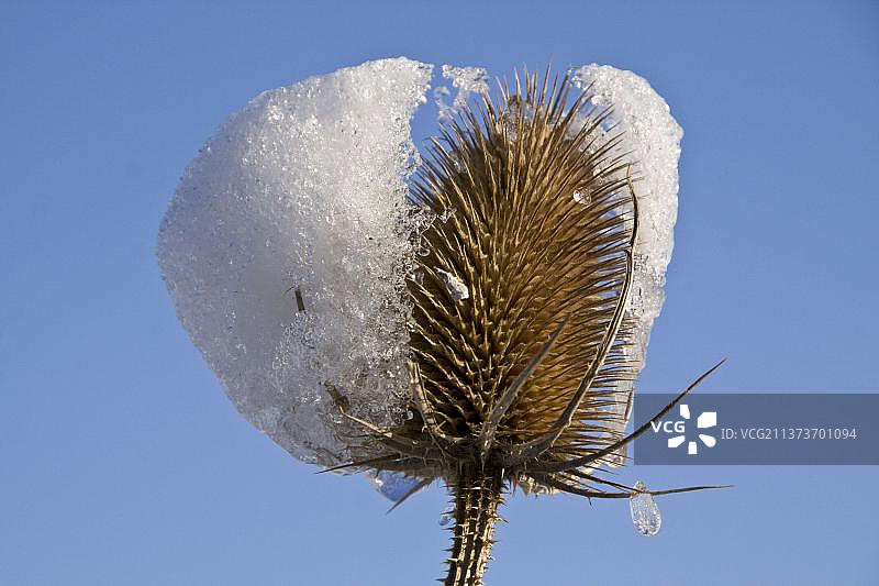 雪地里的野生茶匙图片素材