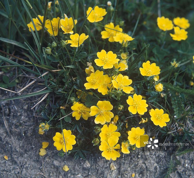 金色委陵菜图片素材