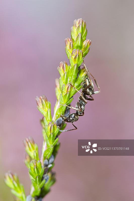 黑色蚂蚁在普通欧石楠上图片素材