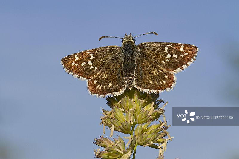 红花挷弄蝶停留在果园草花头上，法国图片素材