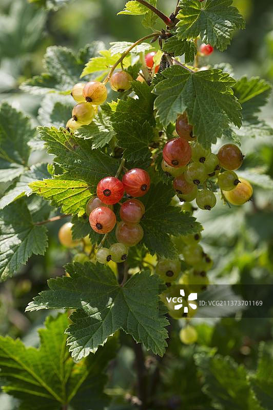 瑞典红醋栗成熟浆果特写图片素材