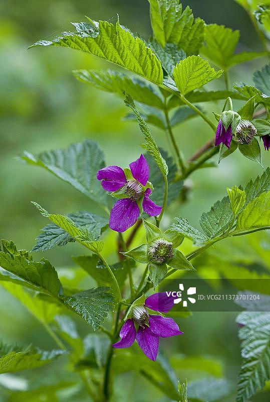 鲑莓花，喀斯喀特山脉图片素材