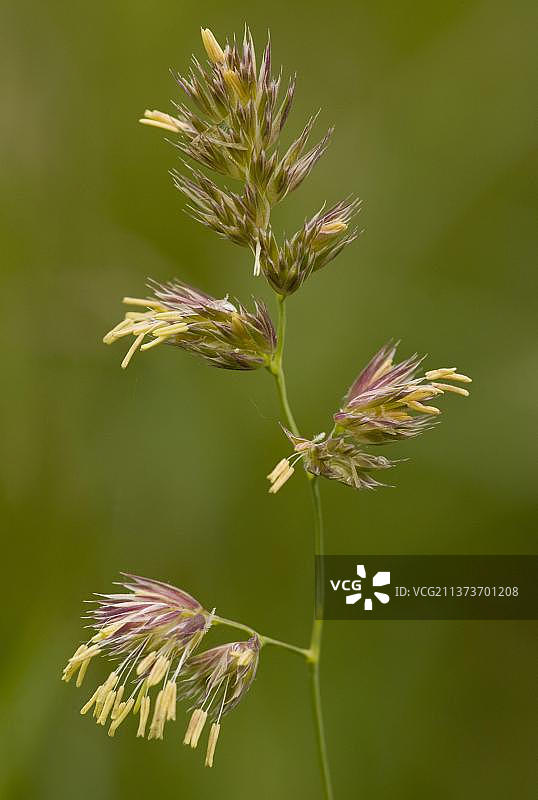 果园草(Dactylis glomerata)，草地公鸡脚草，甜草，公鸡脚草开花，罗马尼亚，欧洲图片素材