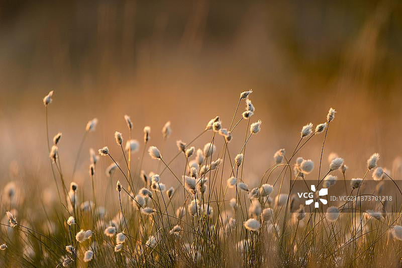 清晨逆光下的棉菅图片素材