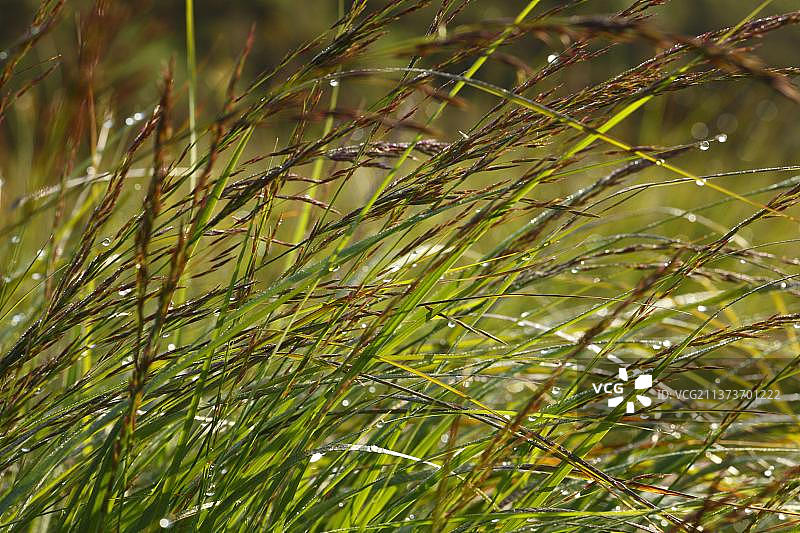 开花的沼生芒草，威尔士，英国图片素材