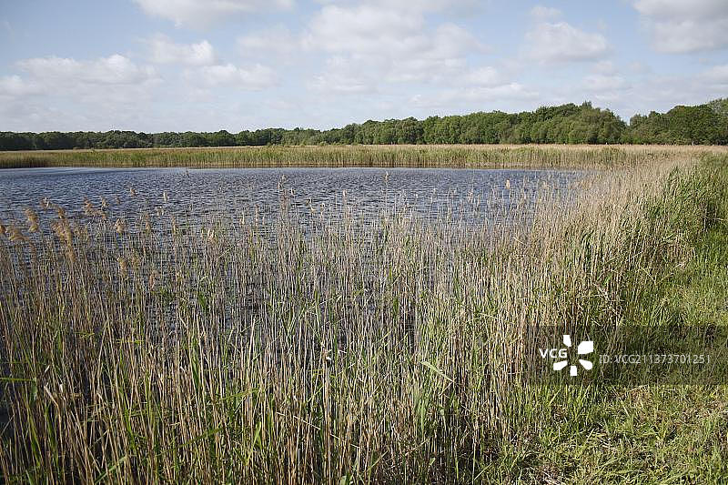 普通芦苇，河谷沼泽边缘的芦苇床栖息地，英国萨福克韦弗尼河谷图片素材