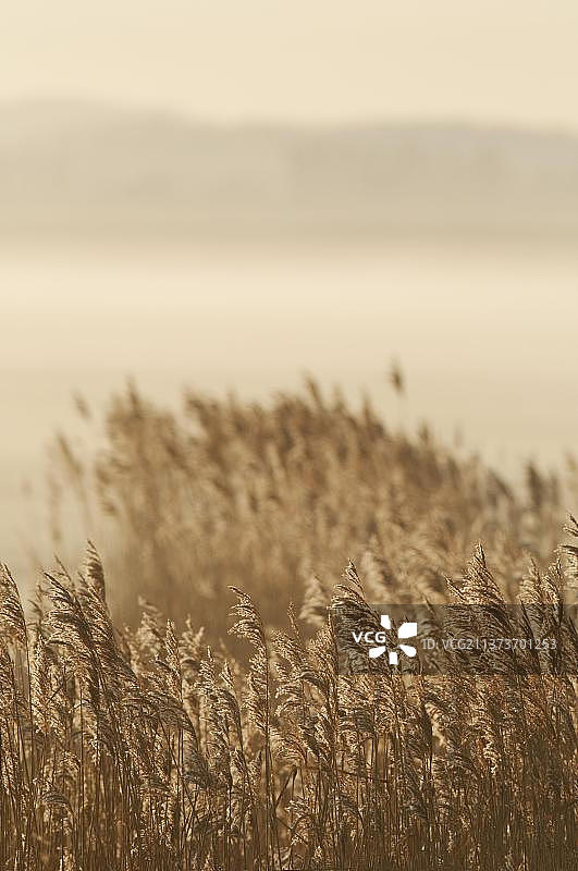 日出时分的普通芦苇栖息地图片素材