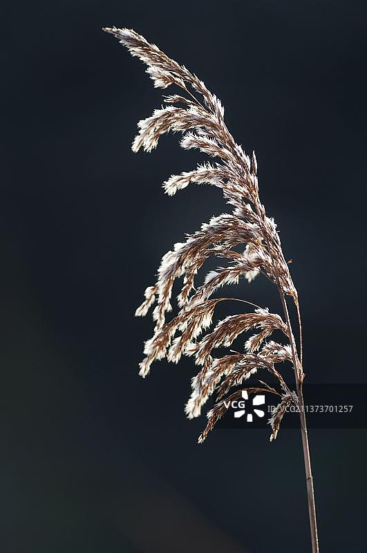 芦苇幼苗特写，位于英国肯特郡图片素材