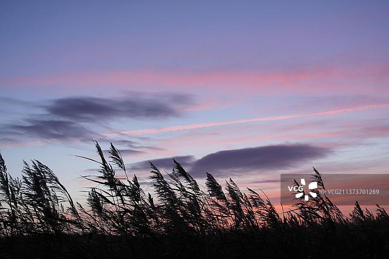 日落时分的芦苇丛轮廓，位于英国西约克郡圣艾丹RSPB保护区图片素材