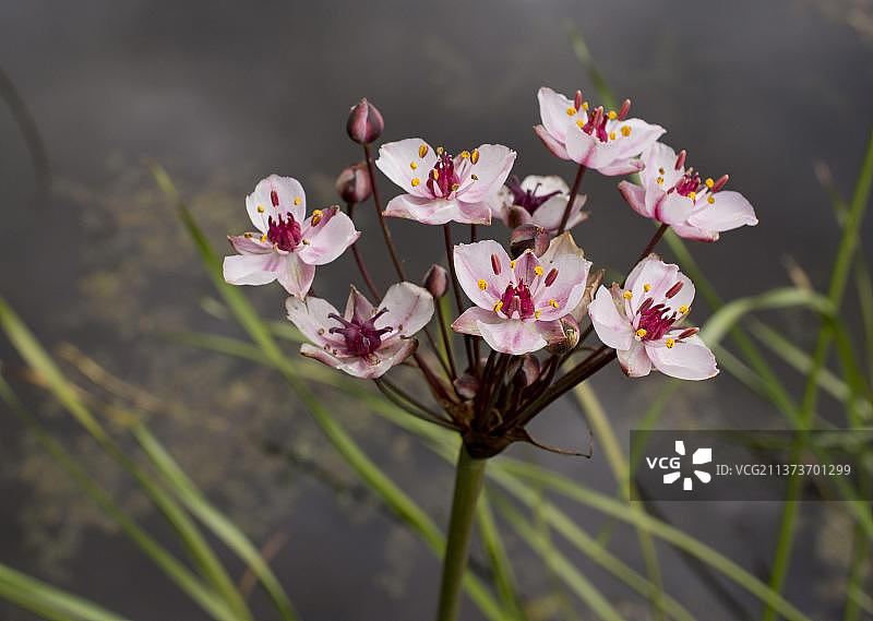 英国湖畔天鹅花睡莲水葱开花图片素材
