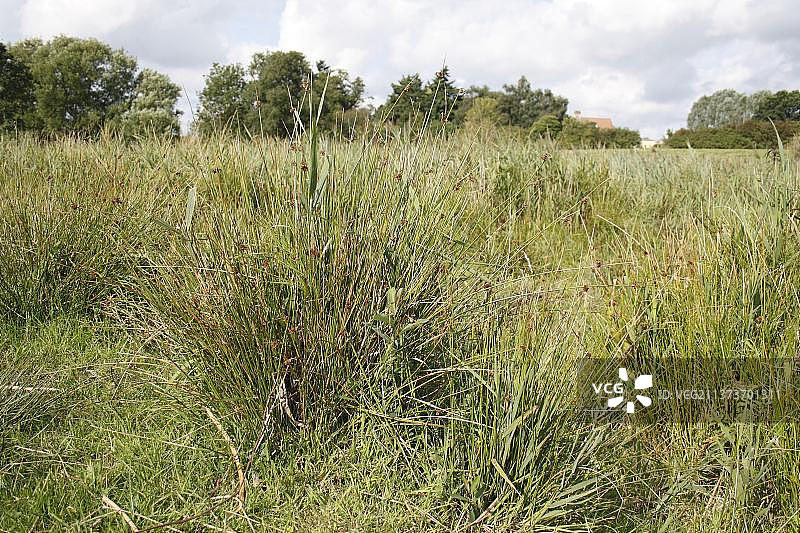 英格兰萨福克郡苇丛图片素材