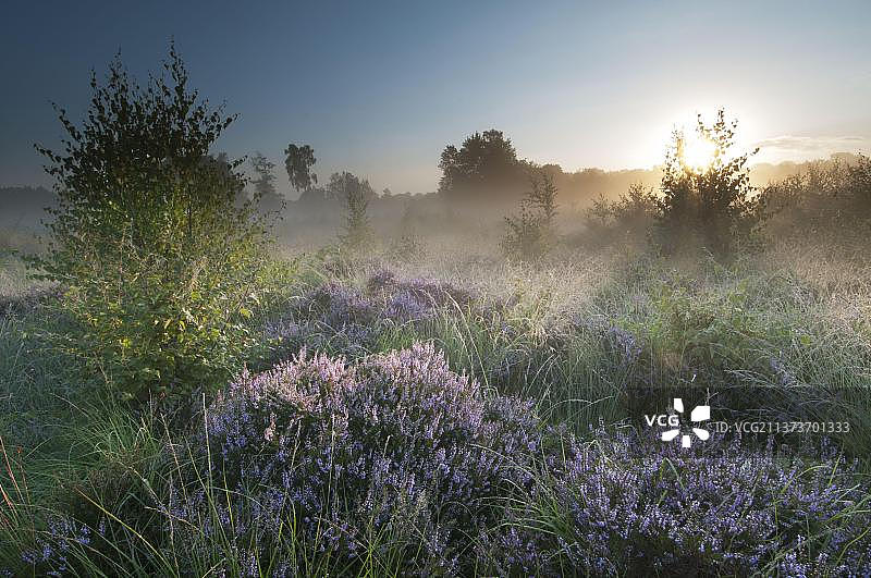 霍斯菲尔德荒原日出时分盛开的欧石楠，英格兰肯特郡图片素材