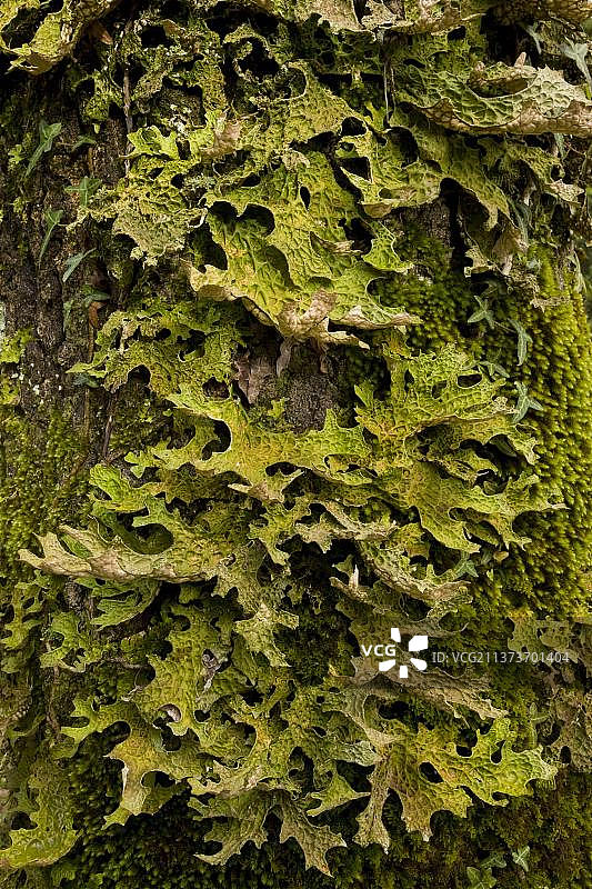生长在树干上的树肺衣图片素材