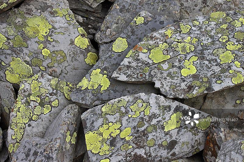 地图地衣（地理性丽石黄衣）生长在英国北威尔士斯莱特硬质酸性岩石上图片素材