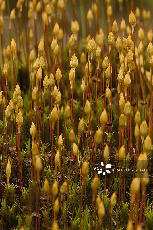 泥炭沼泽中生长的普通金发藓的蒴果，英国德比郡图片素材