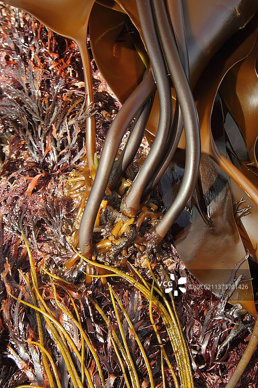 海带特写图片素材