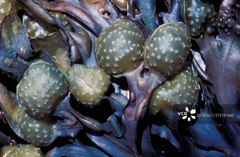 海洋藻类，膀胱状墨角藻生殖体特写图片素材