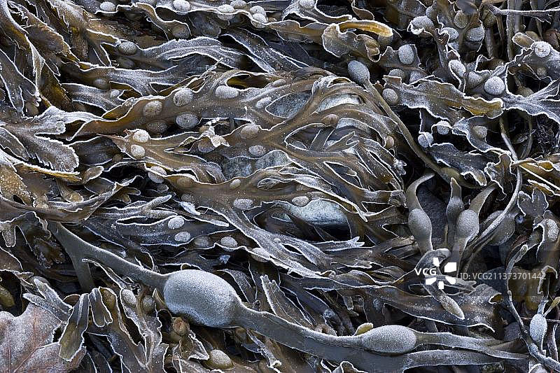 海滩上覆盖着霜冻的墨角藻和锯齿墨角藻，英国苏格兰图片素材