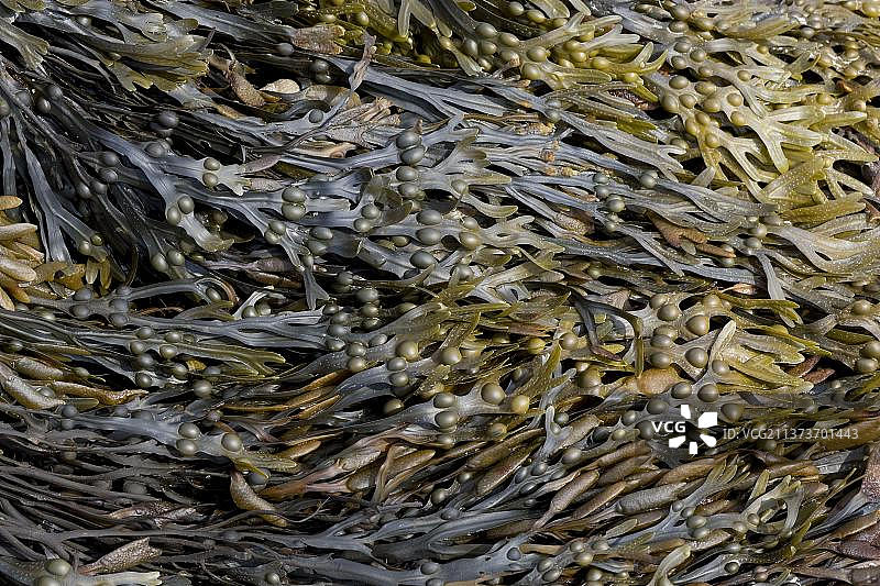 低潮时，在英国诺福克郡西伦顿的膀胱海藻图片素材