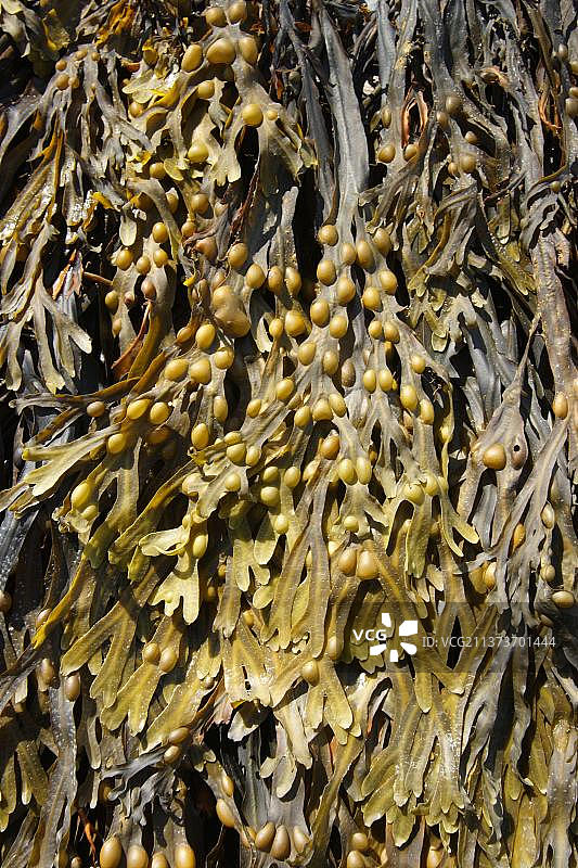 墨角藻：在英国德文郡退潮时暴露的海岸上生长的叶状体图片素材