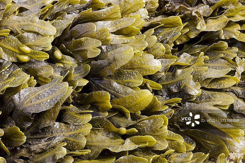 退潮时暴露在岩石海岸上的墨角藻，位于英国苏格兰奥克尼大陆的布劳赫黑德图片素材