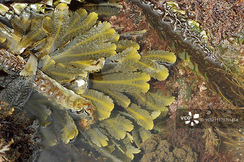 锯齿墨角藻（Fucus serratus），退潮时在岩石水池中，英国多塞特郡珀贝克岛金默里奇图片素材