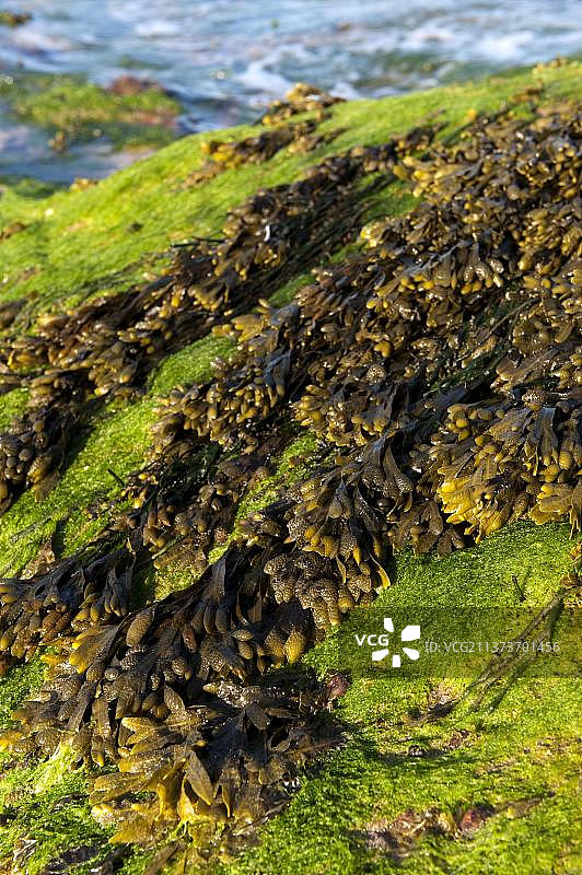 螺旋墨角藻：退潮时裸露在岸边的海藻图片素材