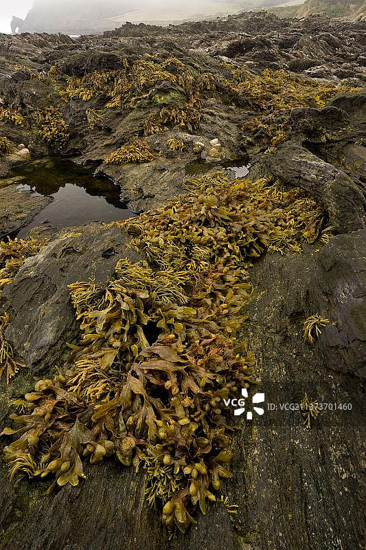 低潮时岩石水池栖息地中暴露的螺旋藻，英国南德文郡普劳尔角图片素材