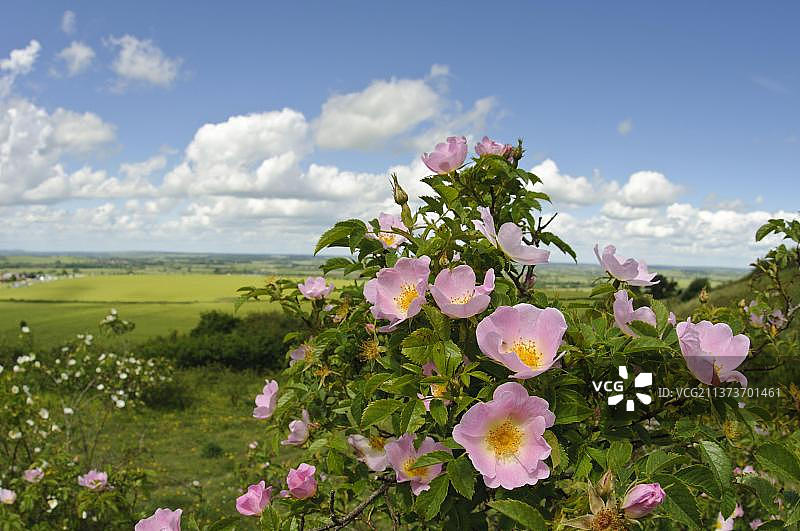 山坡上盛开的甜蔷薇（Rosa rubiginosa），位于英国白金汉郡奇尔tern山的Ivinghoe Beacon图片素材