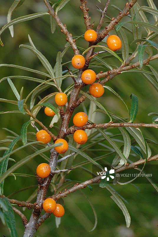 沙棘浆果特写图片素材