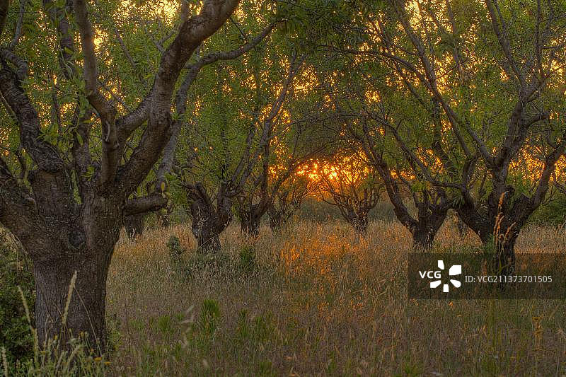 法国普罗旺斯杏树林日落景观图片素材