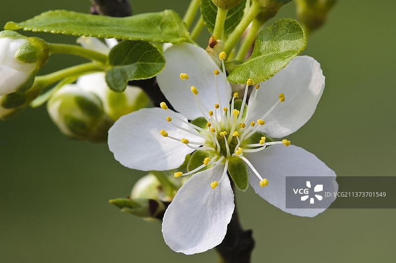 李子（Prunus domestica）花朵特写，英国肯特郡贝克斯利克罗斯尼斯自然保护区图片素材