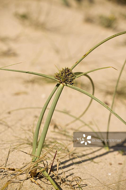 沙丘香附子，生长在葡萄牙阿尔加维沙丘上的莎草图片素材