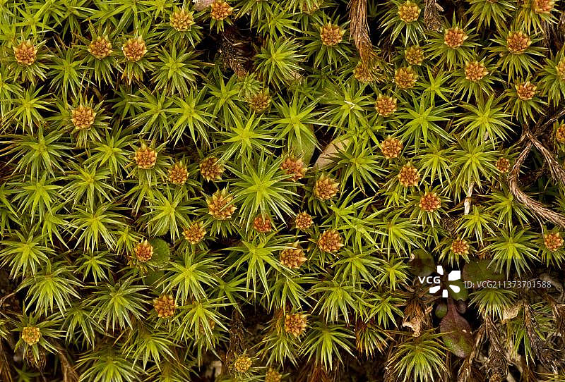 杜松状金发藓雄株图片素材