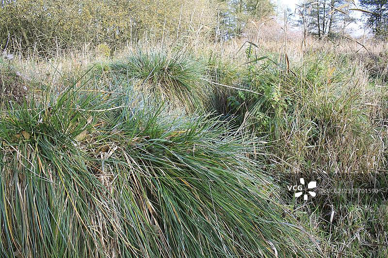 茅草苔草图片素材