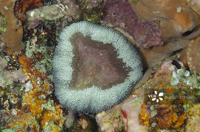 巨型杯菇，印度尼西亚苏拉威西岛蓝碧海峡珊瑚图片素材