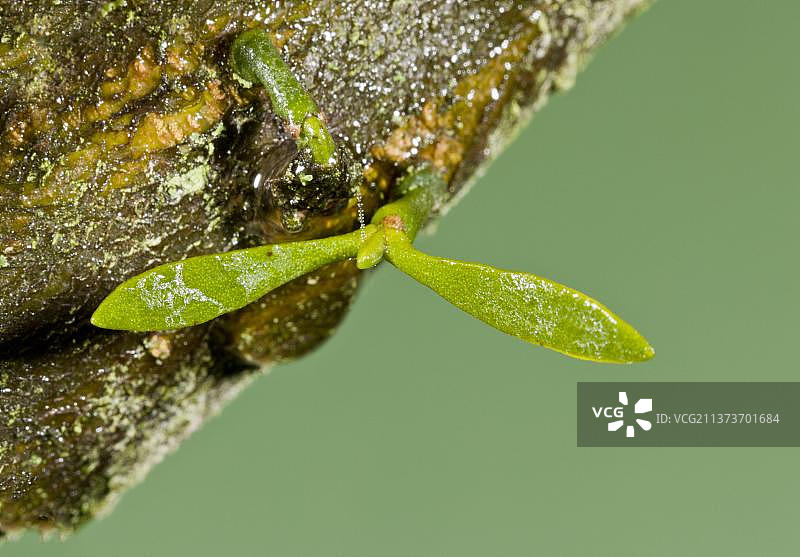 槲寄生幼苗，生长在苹果树皮上图片素材