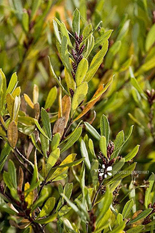 结果实的沼泽香桃木，英国多塞特郡图片素材
