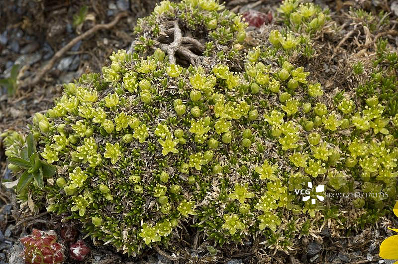 苔藓赛菲尔（Minuartia sedoides）古老垫子，开花，生长在高海拔地区，阿尔卑斯山，法国，欧洲图片素材